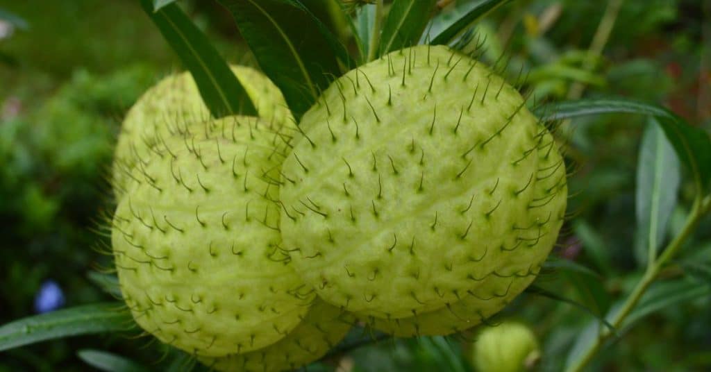 Twee groene bolletjes planten met stekels