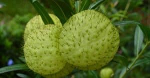 Twee groene bolletjes planten met stekels